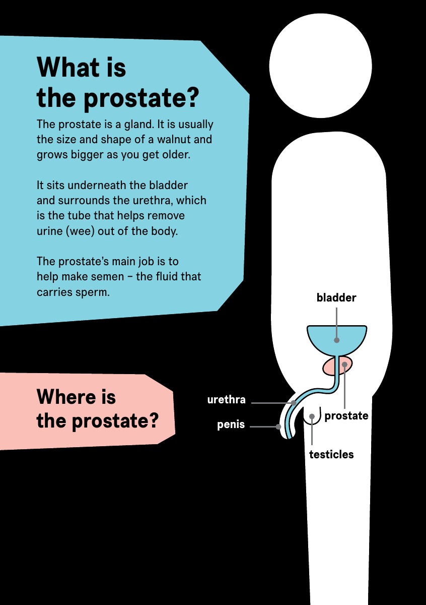 Page 5 of the Prostate Cancer UK guide, explaining the prostate gland and showing its position below the bladder around the urethra.